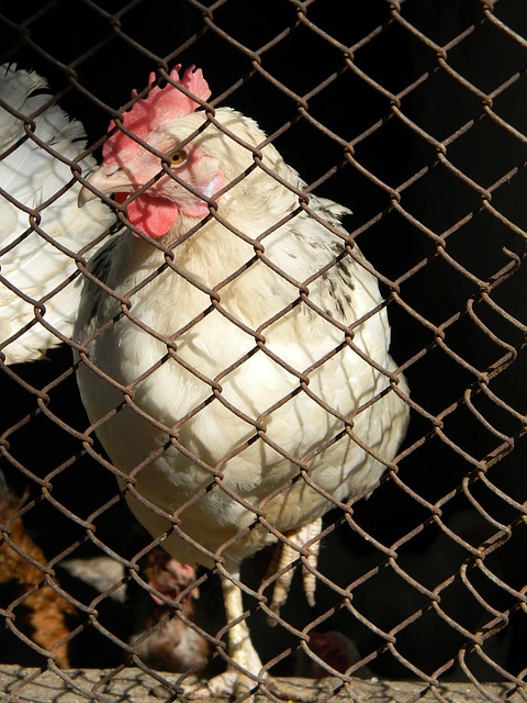 激烈比赛引发大规模冲突，7人被驱逐！活塞队再次登场.